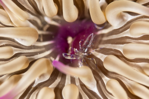 Periclimenes aegylios