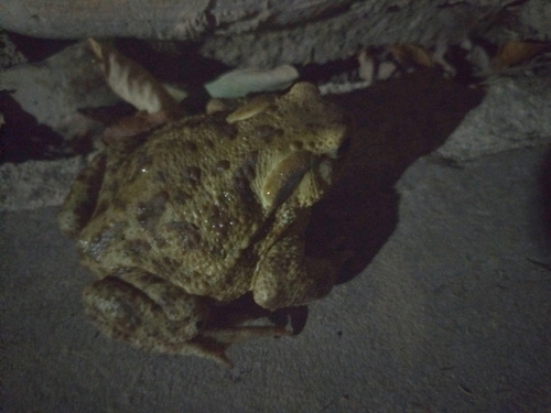 European Toad