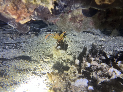 Golden Coral Shrimp