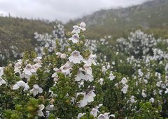 Prostanthera cuneata