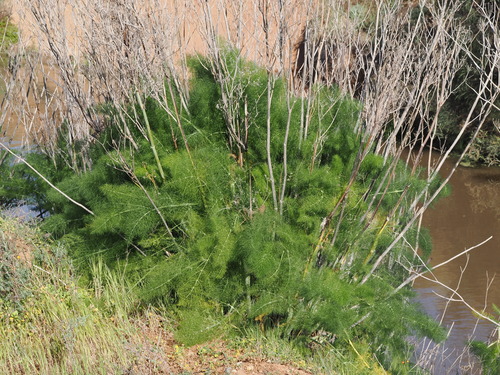 Foeniculum vulgare, photograph 4
