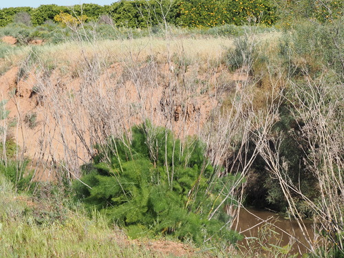 Foeniculum vulgare, photograph 5