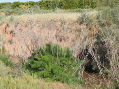 (c) Thomas Mesaglio, some rights reserved (CC BY) Foeniculum vulgare, photograph (c) Thomas Mesaglio, some rights reserved (CC BY)