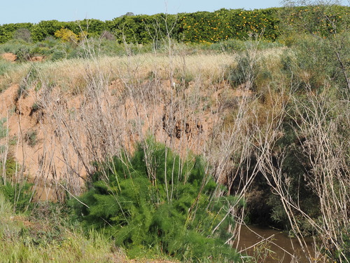Foeniculum vulgare, photograph 6