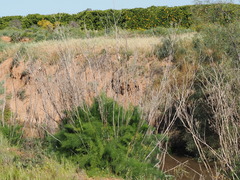 Foeniculum vulgare, photograph (c) Thomas Mesaglio, some rights reserved (CC BY)