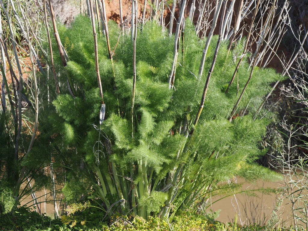 Foeniculum vulgare; photograph (c) Thomas Mesaglio, some rights reserved (CC BY)