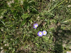 Convolvulus tricolor