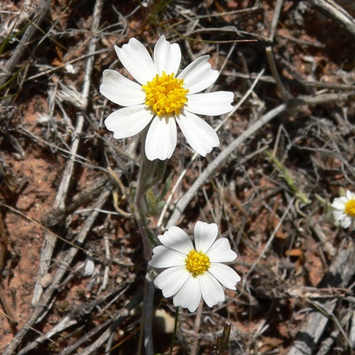 Eriophyllum lanosum