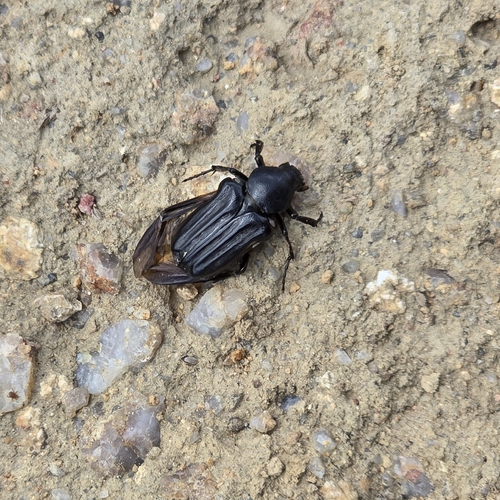 Coenochilus striatus