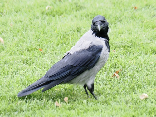 Hooded Crow