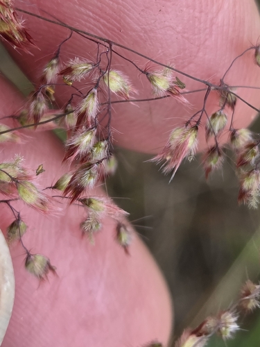 natal grass