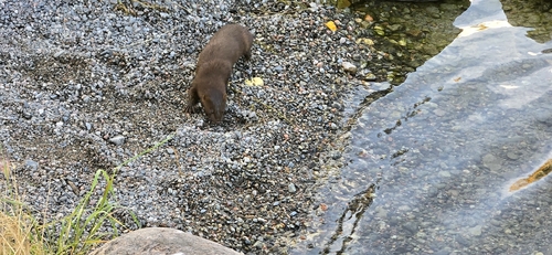 American Mink