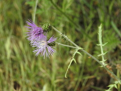 Galactites tomentosus