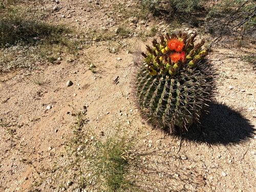 Ferocactus wislizeni