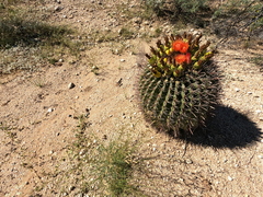 Ferocactus wislizeni