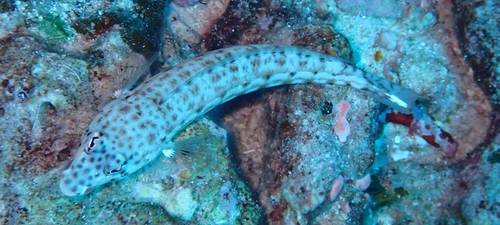 Parapercis clathrata observed 2026-09-06