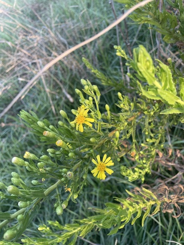 false yellowhead