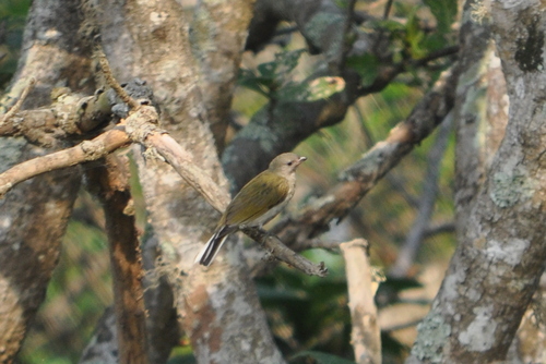 iNaturalist image