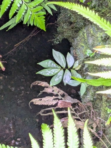 Elatostema calcareum observed 2026-09-02