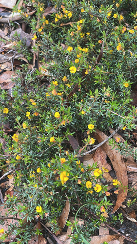 matted bush-pea