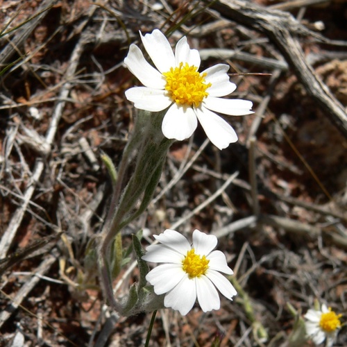 Eriophyllum lanosum, photograph 1