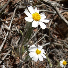 Eriophyllum lanosum, photograph (c) Stan Shebs, some rights reserved (CC BY-SA)