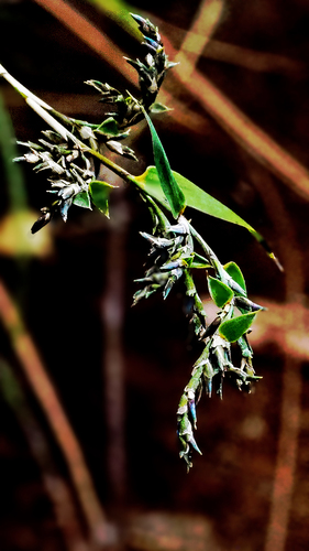 Greslania rivularis observed 2026-09-26