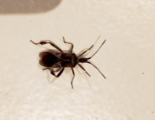 Western Conifer Seed Bug