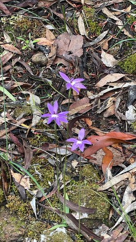 Waxlip Orchid