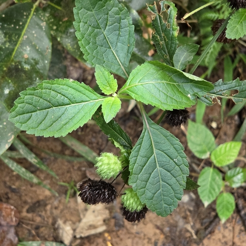 Hyptis capitata observed 2026-09-26