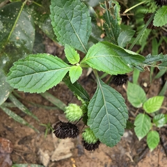Hyptis capitata