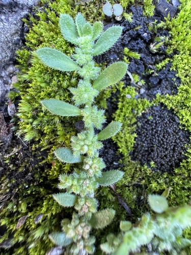 hairy rupturewort