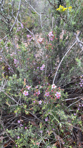 Rosy Heath-myrtle