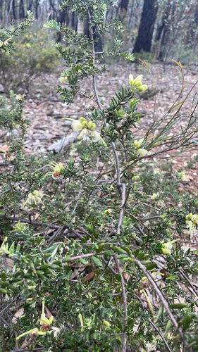 Mountain Grevillea