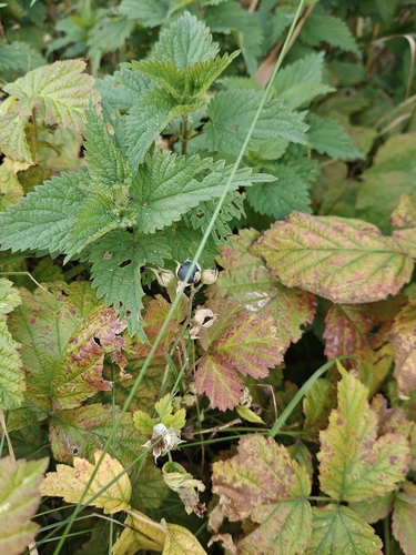European dewberry