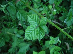 Rubus warrenii