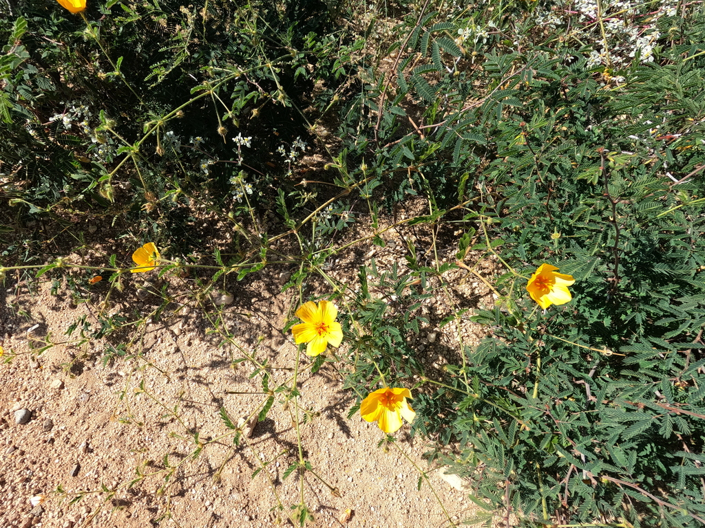 Kallstroemia grandiflora; photograph (c) Bruce Hartman, some rights reserved (CC BY)