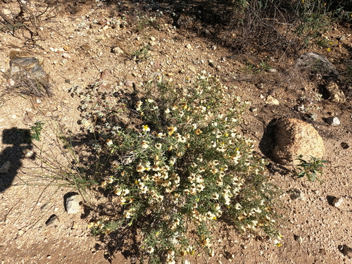 Zinnia acerosa