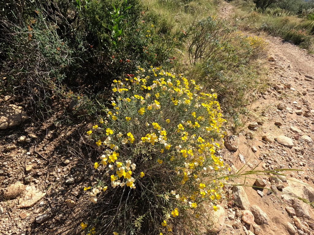Psilostrophe cooperi; photograph (c) Bruce Hartman, some rights reserved (CC BY)