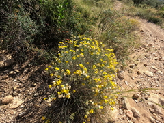 Psilostrophe cooperi
