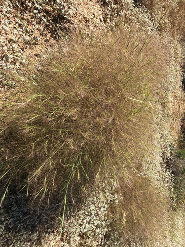 Muhlenbergia porteri