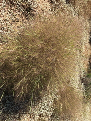 Muhlenbergia porteri