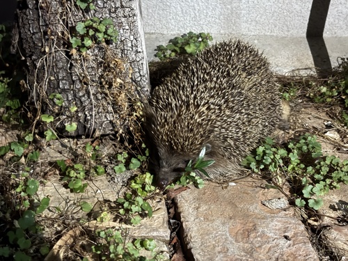 Northern White-breasted Hedgehog
