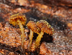 Neobarya agaricicola