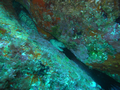 Enchelycore ramosa