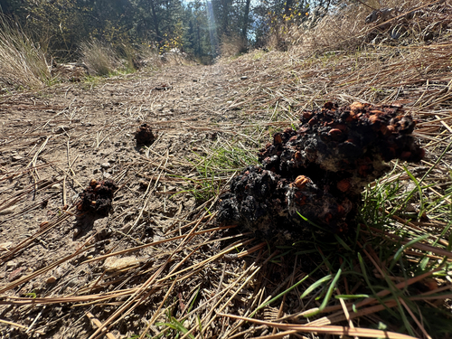 Black Bear sighting near Kalamalka Lake, BC