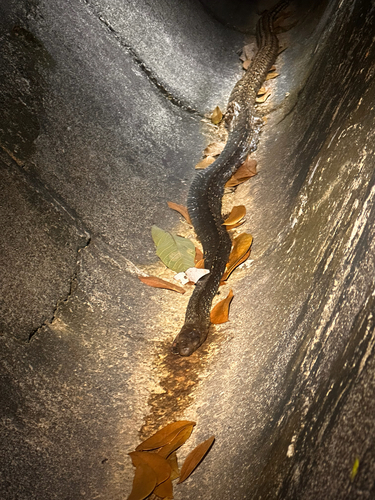Ptyas carinata observed 2026-09-22