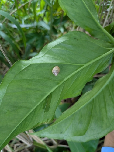Partula radiolata observed 2026-09-04