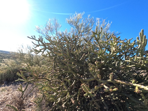 Cylindropuntia arbuscula
