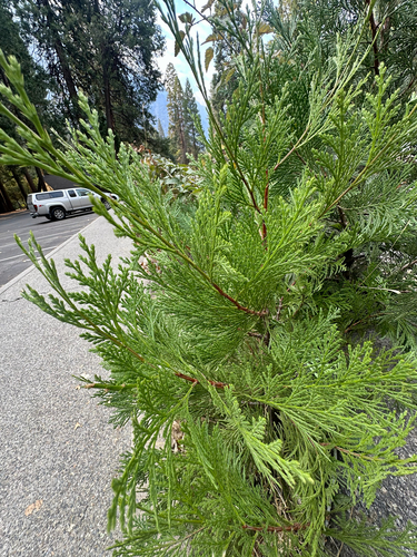 Calocedrus decurrens, photograph 2